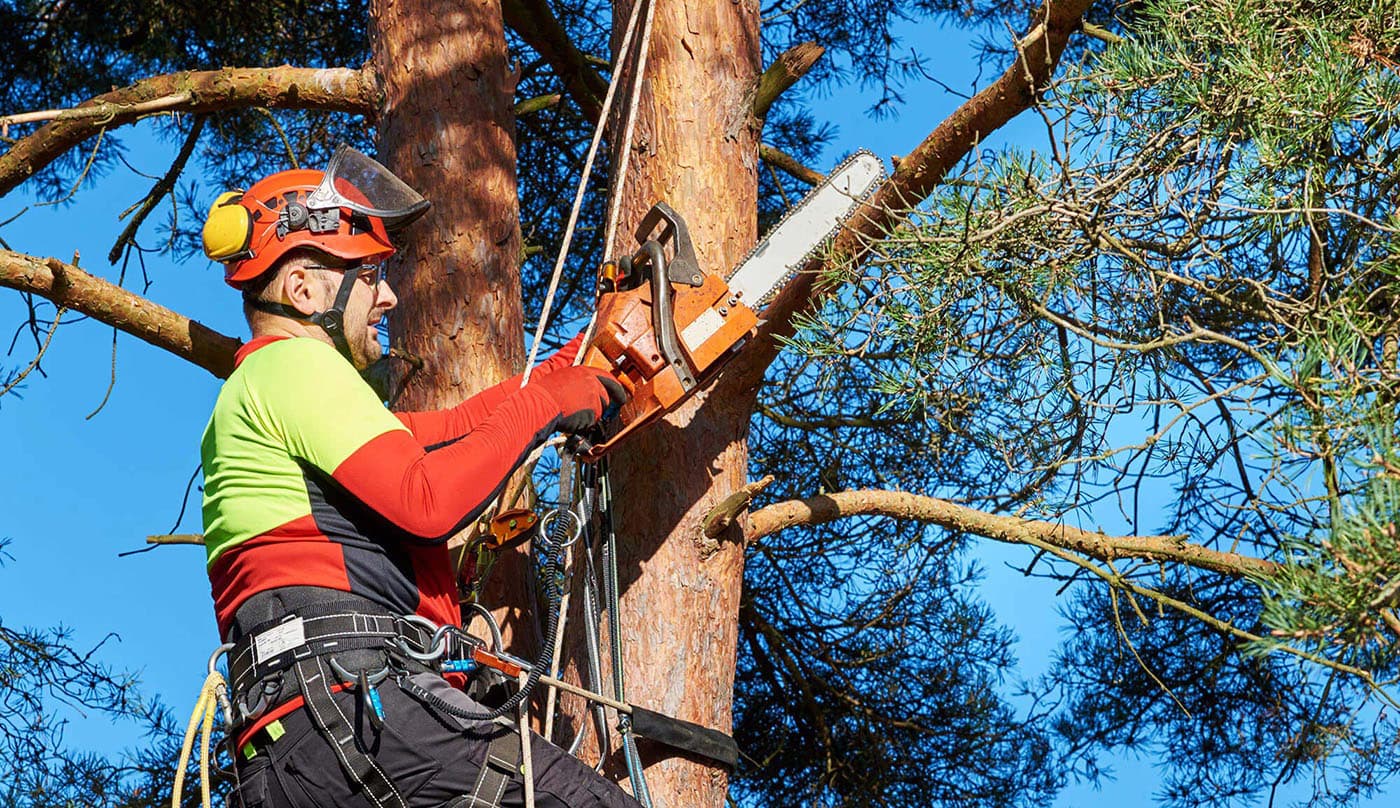 Tree Service hero